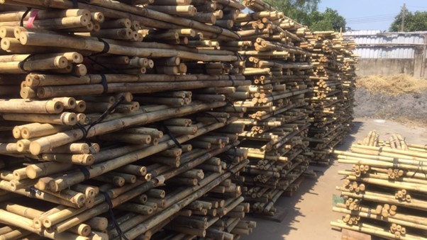 Tre đạt tiêu chuẩn cần có độ tuổi từ 3 - 5 năm, cây thẳng và đều lóng.