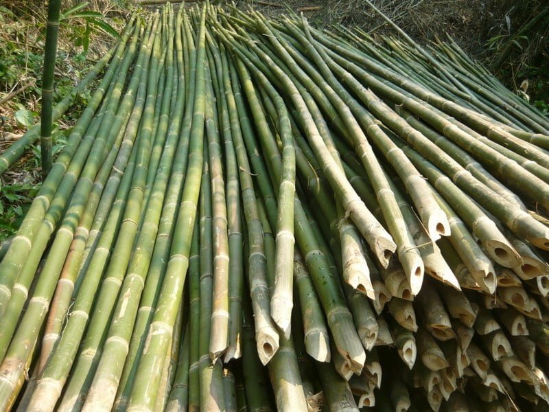 Xử lý nhiệt hoặc ngâm bùn giúp loại bỏ tinh bột bên trong thân tre.
