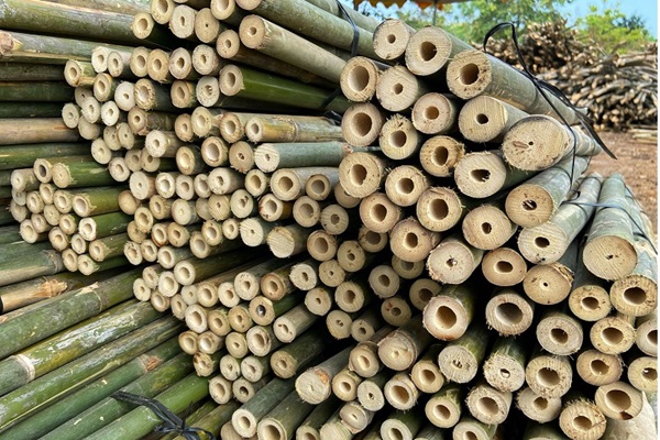 Tiêu Chí "Vàng" Trong Cách Chọn Tre Làm Đồ Đan Chuẩn Nghệ Nhân